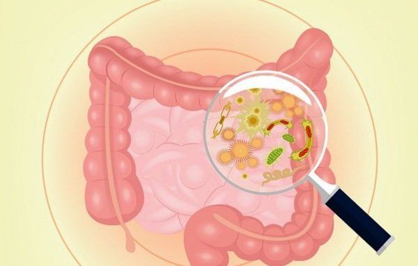 Gut Microbiota