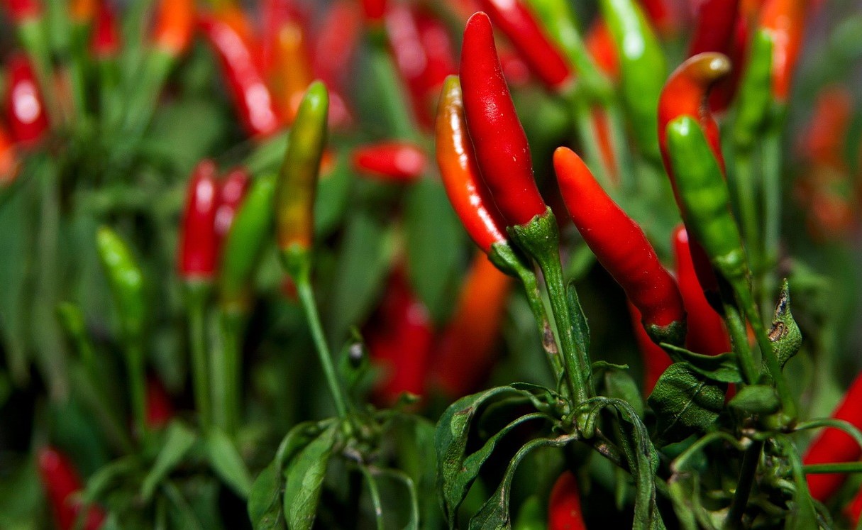 Spicy Foods